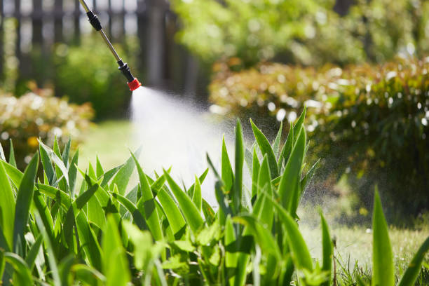 24/7 Emergency Termite Control experts in West Columbia, TX